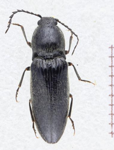 Réf. 325 061 : Hemicrepidius sp.